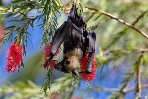 Spectacled Flying Fox Cairns Queensland Au Img2148 Flickr