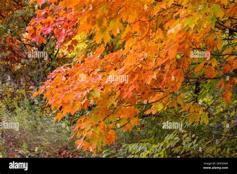 Sugar Maple Acer Saccharum Tree Leaves In Fall Autumn Colours Of
