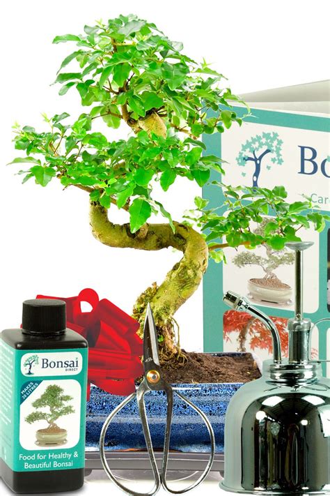 It has an attractive gray trunk that is thick. The perfect beginners indoor bonsai tree kit. Plus all ...