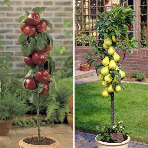 Braeburn Apple And Doyenne Du Comice Pear 2 Fruit Trees 9cm Pot