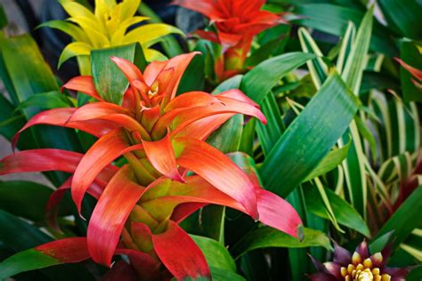 How To Grow Bromeliads Better Homes And Gardens