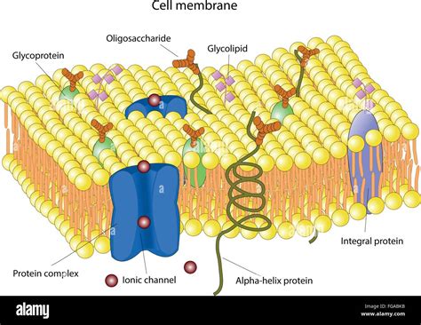 Que Tipo De Estructura Tiene La Membrana Celular Citoplasmatica 2020 Images