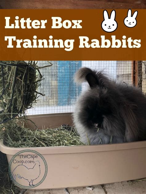 Litter Box Training Rabbits - The Cape Coop | Litter box training