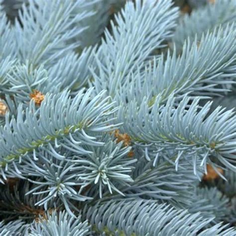 Scroll to top wordt toegevoegd aan uw winkelwagen. Picea pungens Edith | Blue Spruce Trees For Sale