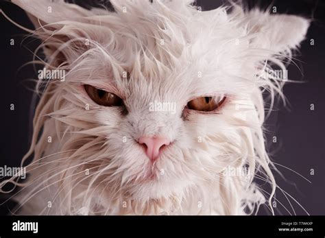 Wet Cat After A Bath Stock Photo Alamy