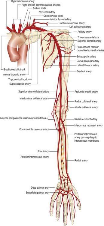 Pectoral Girdle And Upper Limb Overview And Surface Anatomy