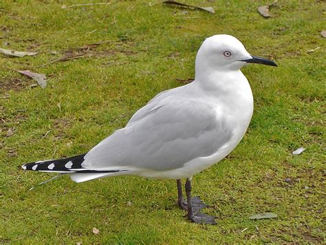 Black Billed Gull New Zealand Birds Online