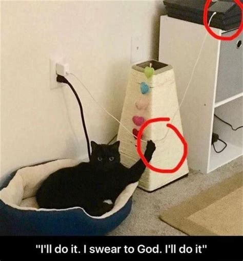 15 Times Cats Got Revenge Memes Funny Animal
