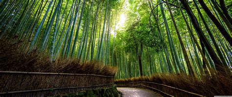 Bamboo Wallpapers Top Free Bamboo Backgrounds