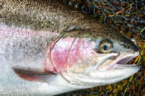 Best Trout Fishing In Washington Complete Anglers Guide Best