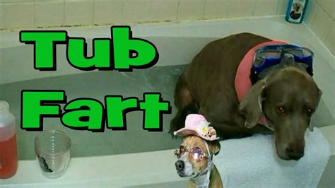 Bathtub Fart Funny Dog Farts Underwater With Funny Dogs Commentary