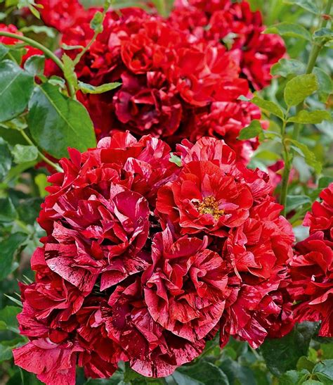 Diese faszinierende, sagenumwobene pflanze ist in. Beet-Rose La reine de la nuit®: 1A-Pflanzen | BALDUR ...