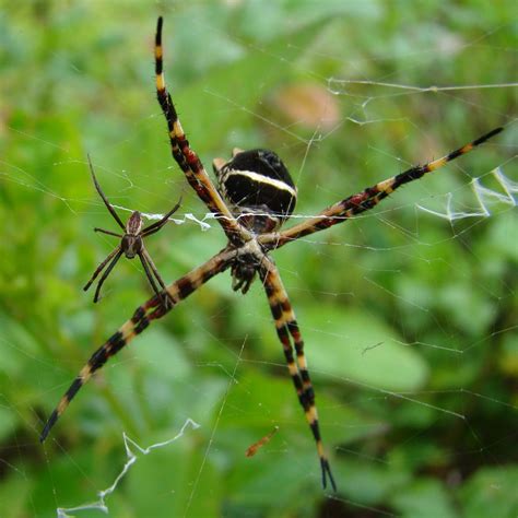 Silver Garden Spider Argiope Argentata Male The Male Is Flickr