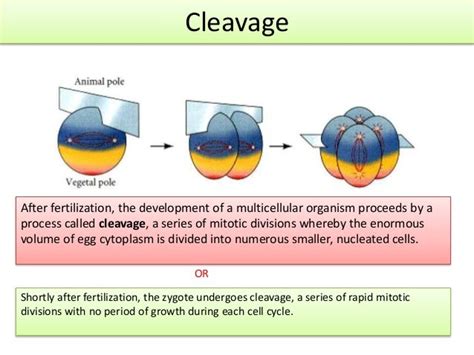 Cleavage 1