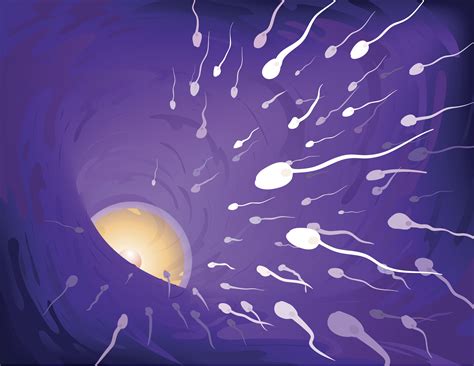 Human Sperm Meet Egg In Fallopian Tube Ny Reproductive Wellness