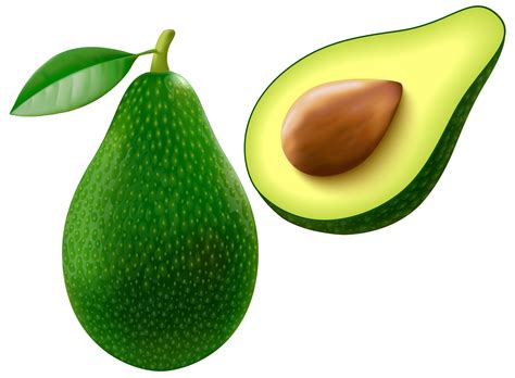 Avocado PNG, Avocado Fruit Transparent Clipart Download - Free
