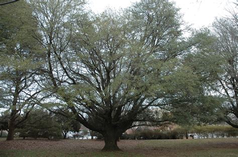 Quercus Hemisphaerica Darlington Oak Laurel Oak Oaks Sand Laurel