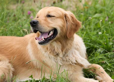 How To Clean Golden Retriever Ears At Home