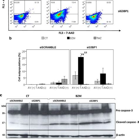 Knockdown Of G3bp1 Mrna By Sirna Reduces G3bp1 And Tia Protein