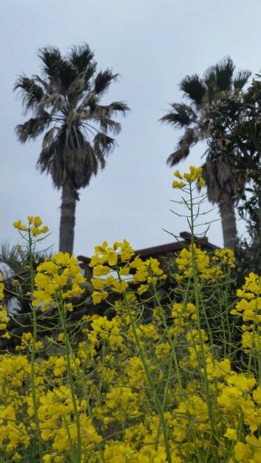 Palm Tree And Yellow Flower Island Travel Jeju Island Yellow Flowers