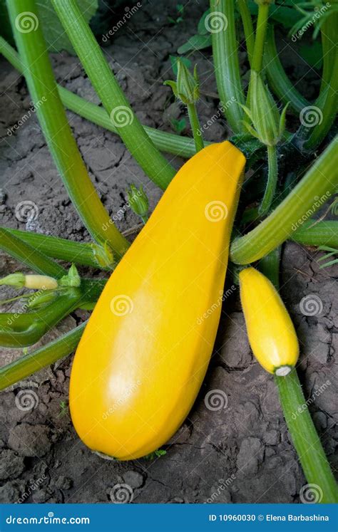 Yellow Zucchini Stock Photo Image Of Nature Delicious 10960030