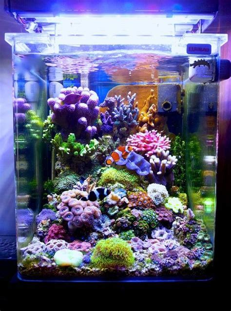 Top 10 Fish For A Nano Reef System Saltwater2016 Saltwater Aquarium