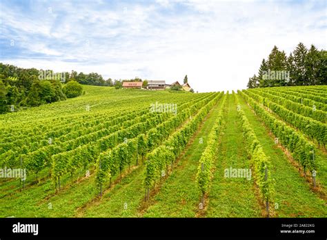 Vineyards With Red Wine Grapes In Late Summer Stock Photo Alamy
