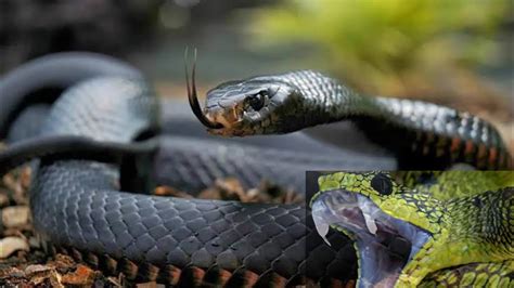 Las 4 Serpientes Más Letales Y Peligrosas Del Mundo YouTube