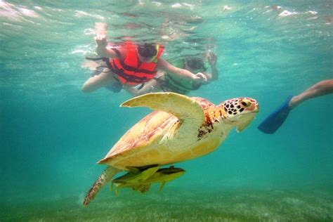 Discover Beyond Activity Swim With Sea Turtles