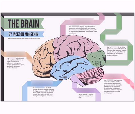 Human Brain Diagram Limbic System Aflam Neeeak Bb8