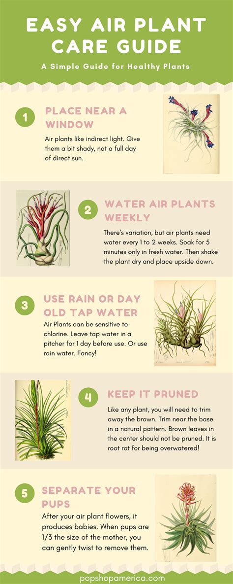 Easy Air Plant Care Guide With Infographics