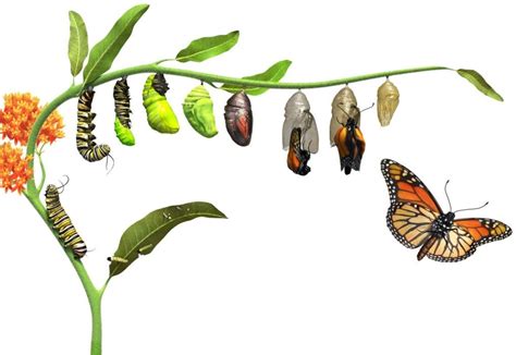 As soon as the story is finished, look back through the book and ask children to think about how the caterpillar changes in the story. Why Do Caterpillars Turn Into Butterflies? | Owlcation