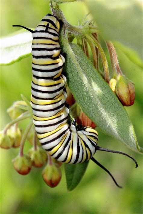 Monarch Butterfly Larva Invertebrates And Pollinators Pinterest