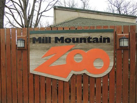Wolverine At Mill Mountain Zoo Has An Eye Injury In Small Cage