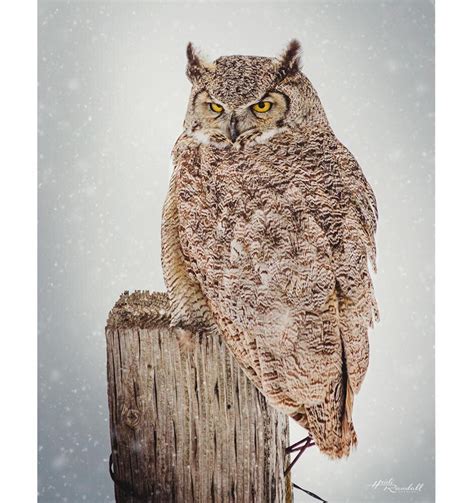 I Dont Give A Hoot Great Horned Owl — Heidi Randall Studios Horned