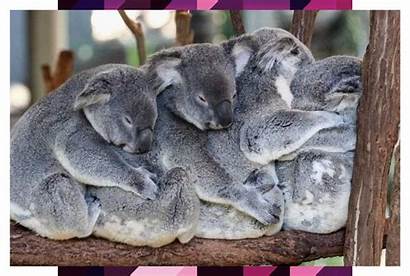 Koala Aestetick3 Cuddle