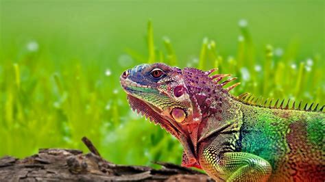 Download Wallpaper 1366x768 Iguana Reptile Color Spots Tablet