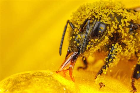 3840x2160 Resolution Bee On Flower Macro Insect Hymenoptera