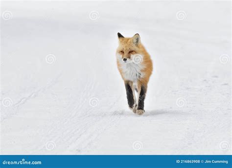 A Red Fox Vulpes Vulpes With A Bushy Tail Isolated On White Background
