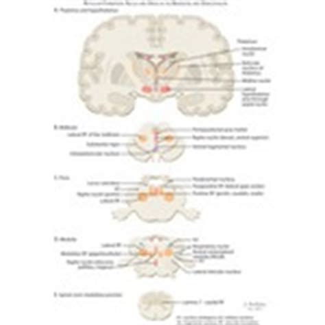 Study brainstem nuclei using smart web & mobile flashcards created by top students, teachers, and professors. Reticular Formation: Nuclei and Areas in the Brain Stem ...