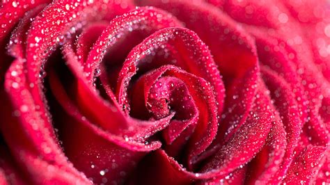 Rosa Rossa Significato E Simbologia Il Galateo Per Regalarne Una E Le