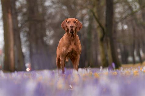 Die linke hat eine neue parteispitze: Magyar Vizsla Welpen Kaufen Ungarn