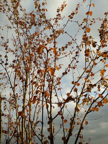 candy floss scented tree cercidiphyllum canadensis the tree garden kent