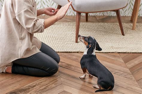 Herding dogs have been used to care for sheep, cattle and other animals for centuries. How to Train Your Dog to Stay