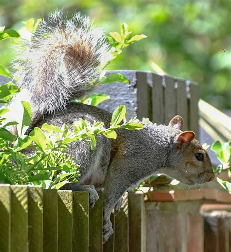 Squirrel Salisbury Exile Flickr