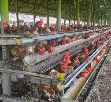 Ayam Kampung Asli Kandang Ideal Untuk Budidaya Ayam Kampung