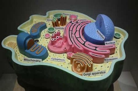 Living Cell Parts Structure And Functions A Tour Of The Cell Cells