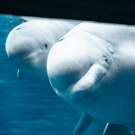 beluga whale gives birth to calf at georgia aquarium dnews discovery