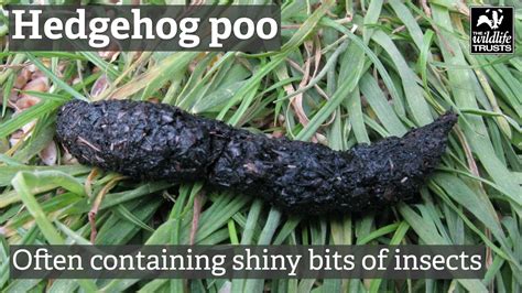 How To Identify Mammal Poo Youtube