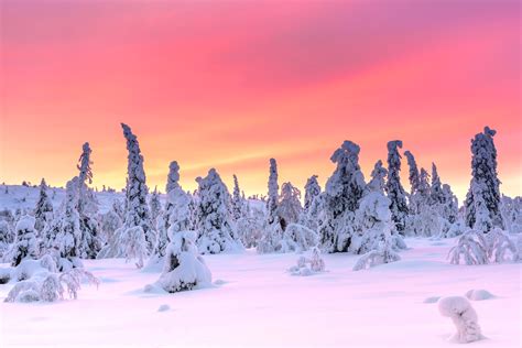 Snow Covered Trees Under Sky At Sunset